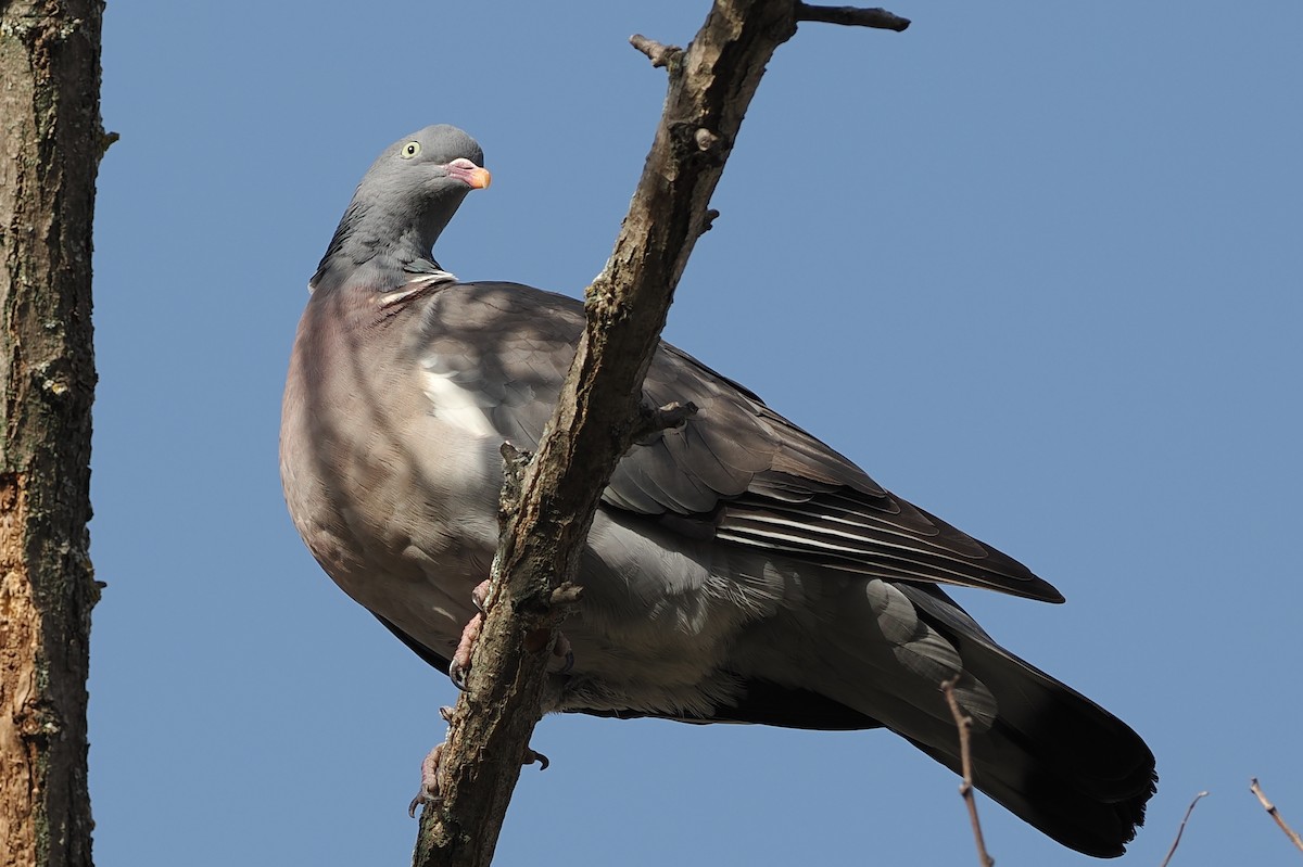 Common Wood-Pigeon (White-necked) - ML618194035
