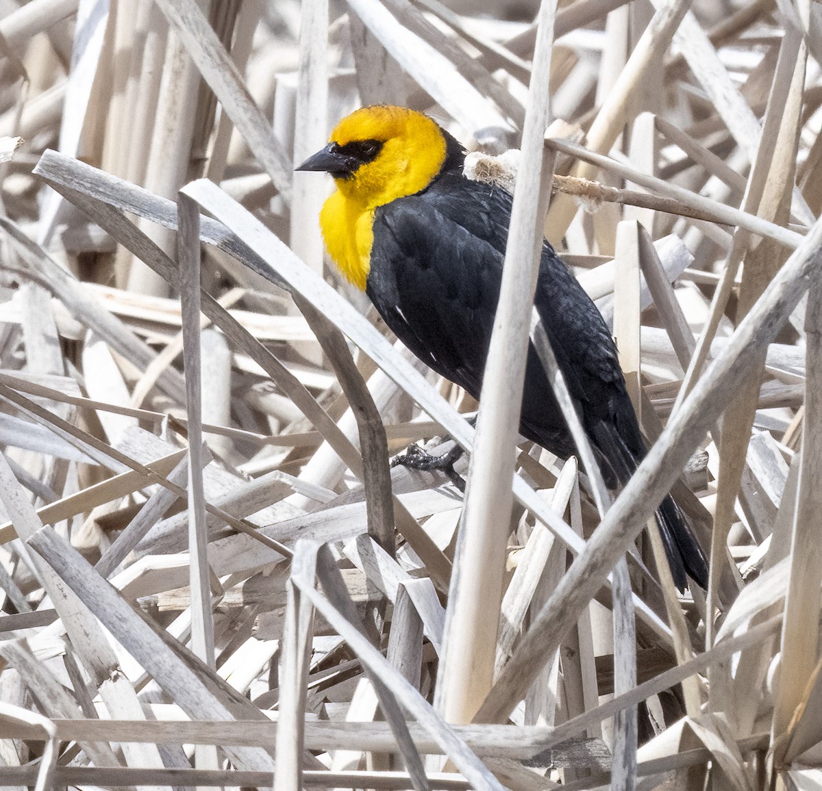 Yellow-headed Blackbird - ML618194101