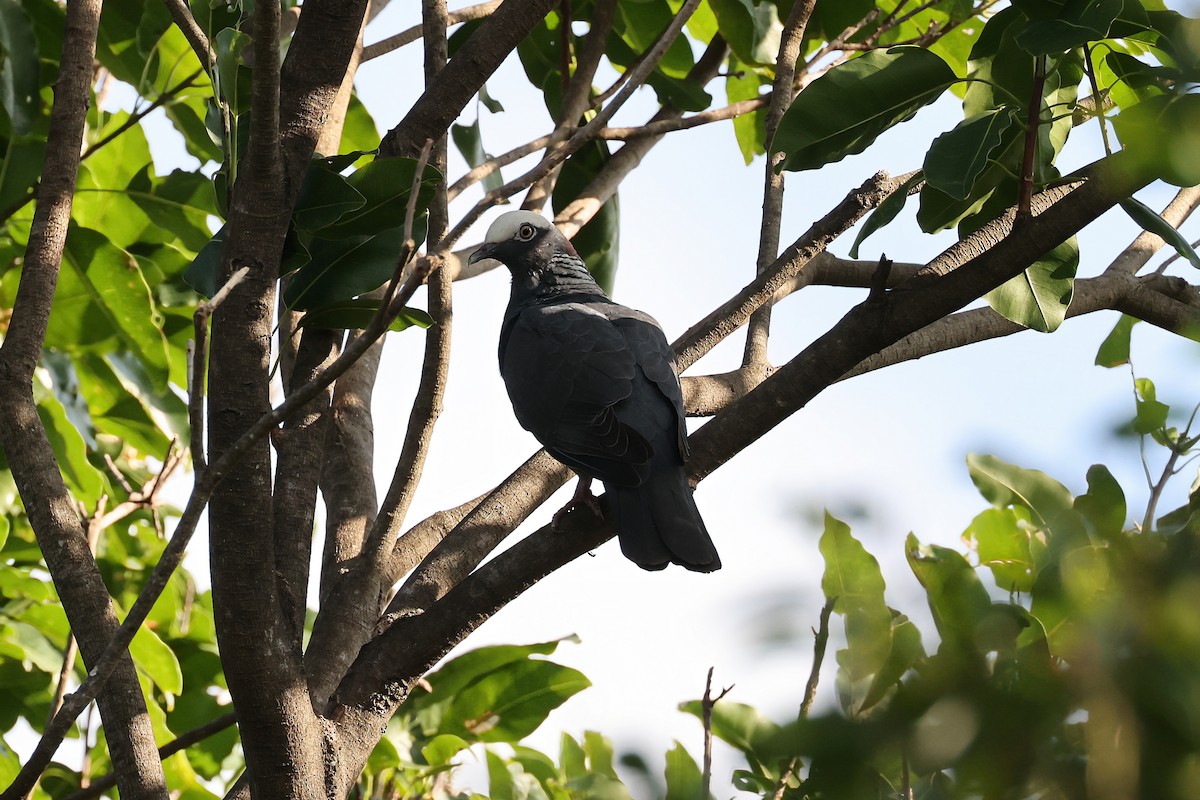 White-crowned Pigeon - A & C Tennant