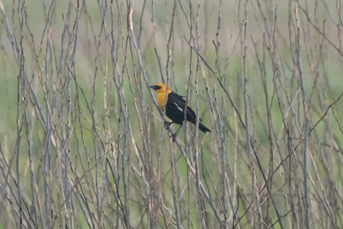 Yellow-headed Blackbird - ML618194126