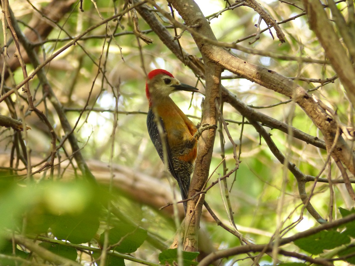 Jamaican Woodpecker - ML618194146
