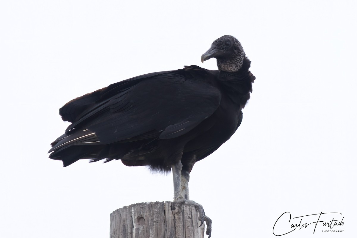 Black Vulture - Ida & Carlos Furtado