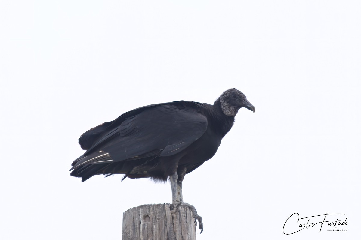 Black Vulture - ML618194169