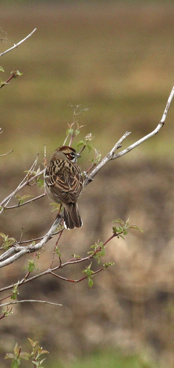 Lark Sparrow - Curt Fisher