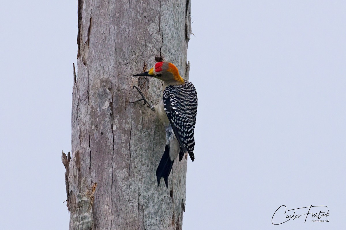 Golden-fronted Woodpecker - ML618194195