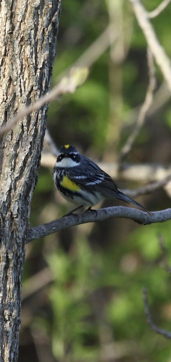 Yellow-rumped Warbler - Curt Fisher