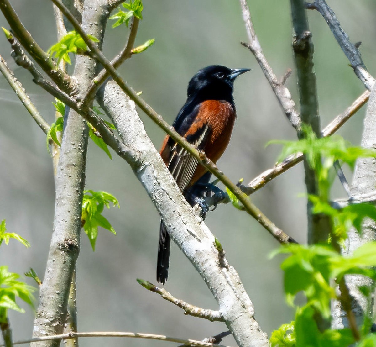 Orchard Oriole - Eric Bodker