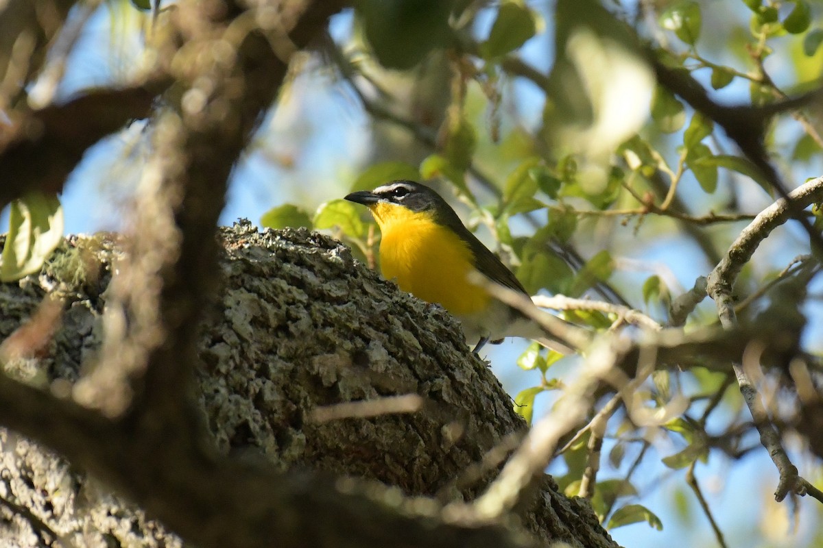 Yellow-breasted Chat - ML618194263