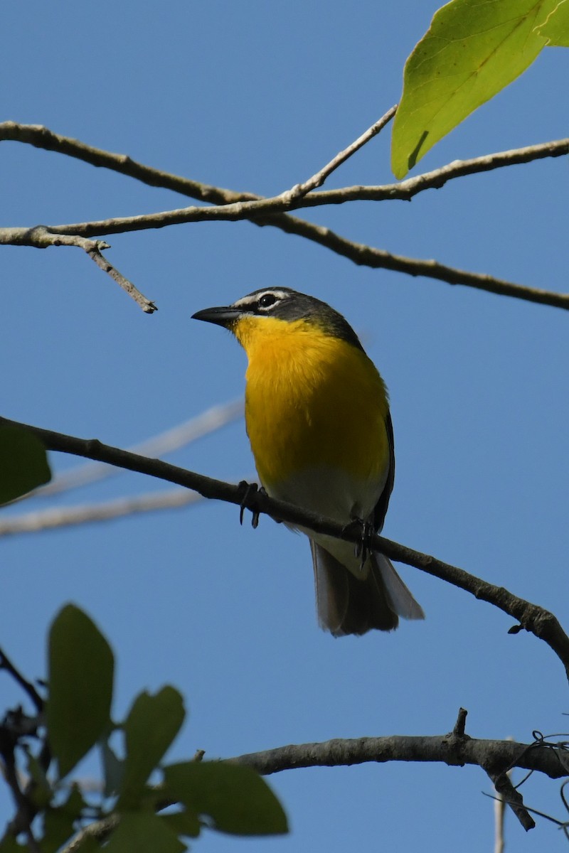 Yellow-breasted Chat - ML618194265