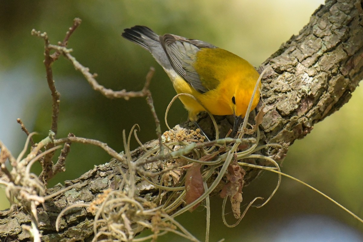 Prothonotary Warbler - Christian Newton