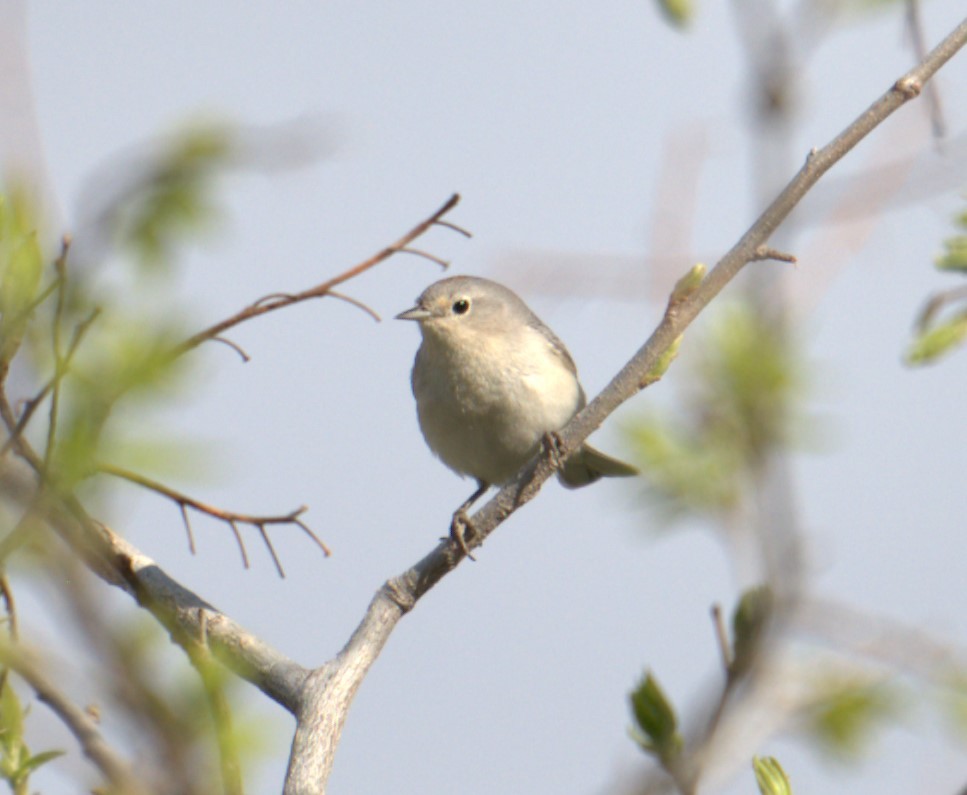 Lucy's Warbler - ML618194308