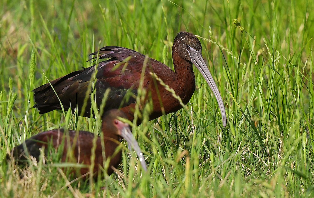 ibis hnědý - ML618194318