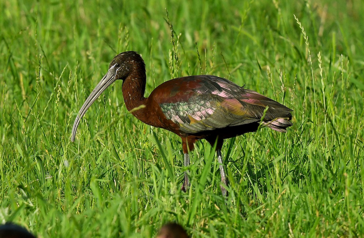 ibis hnědý - ML618194319