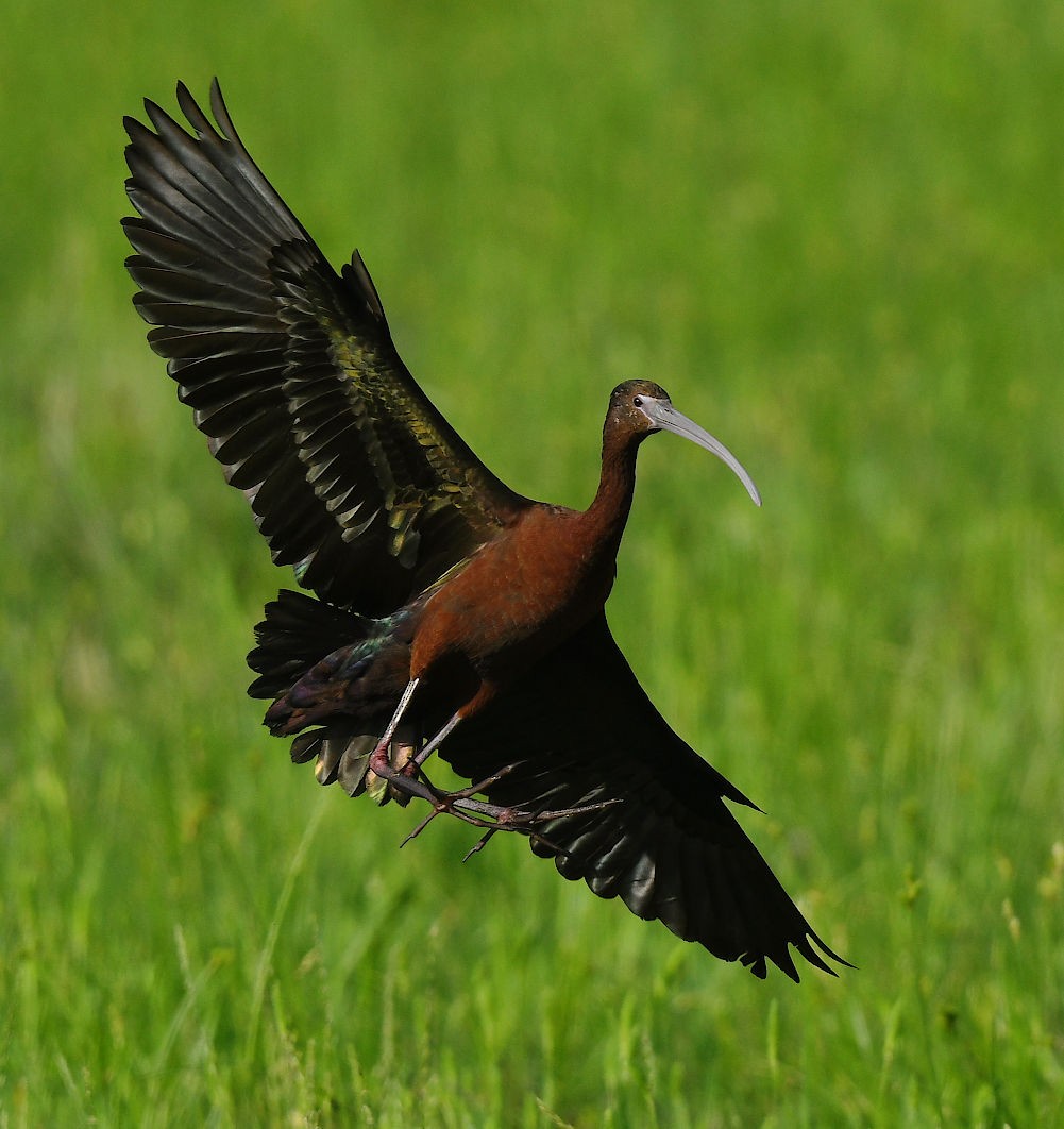 ibis hnědý - ML618194320
