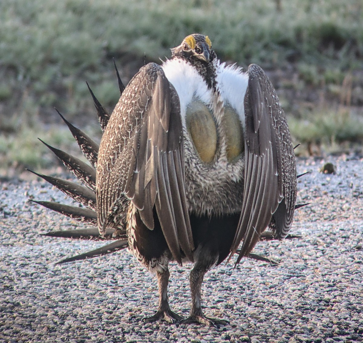 Greater Sage-Grouse - ML618194322