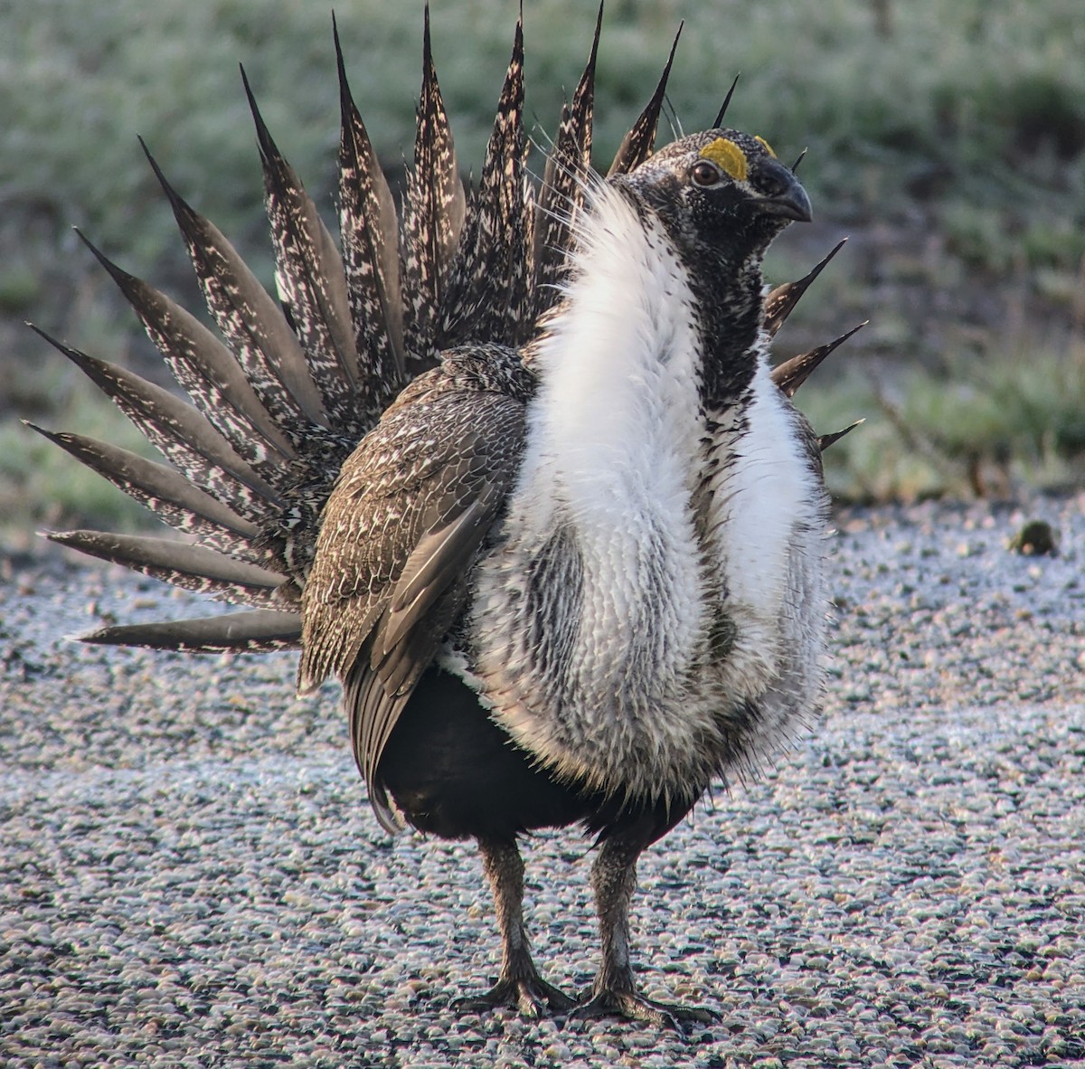 Greater Sage-Grouse - ML618194333