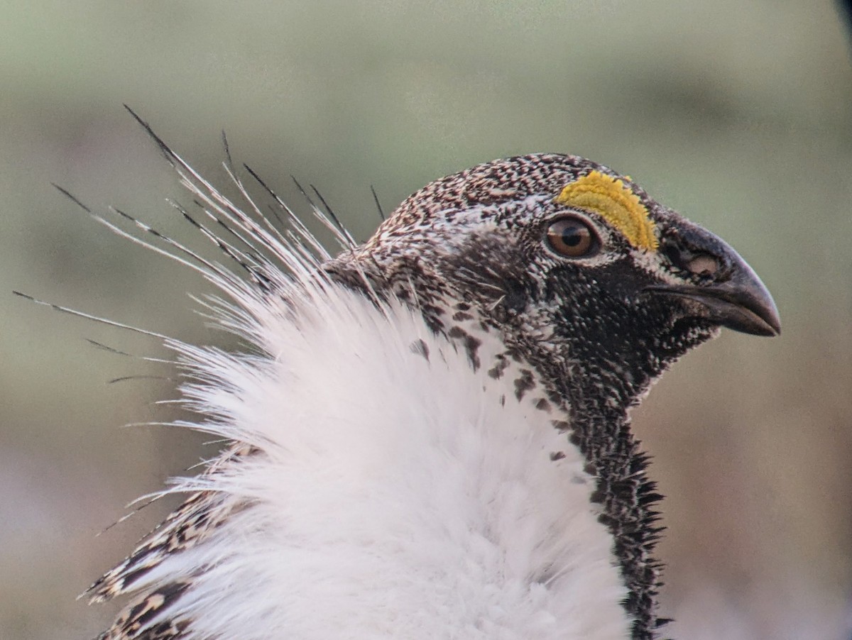 Greater Sage-Grouse - ML618194341