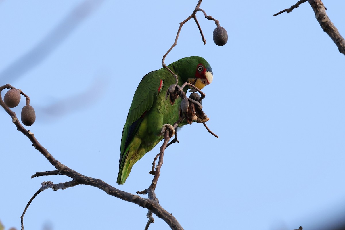 White-fronted Parrot - ML618194342