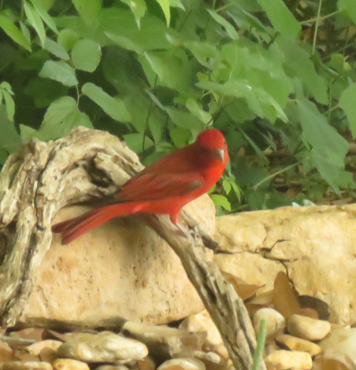 Summer Tanager - Thomas Collins
