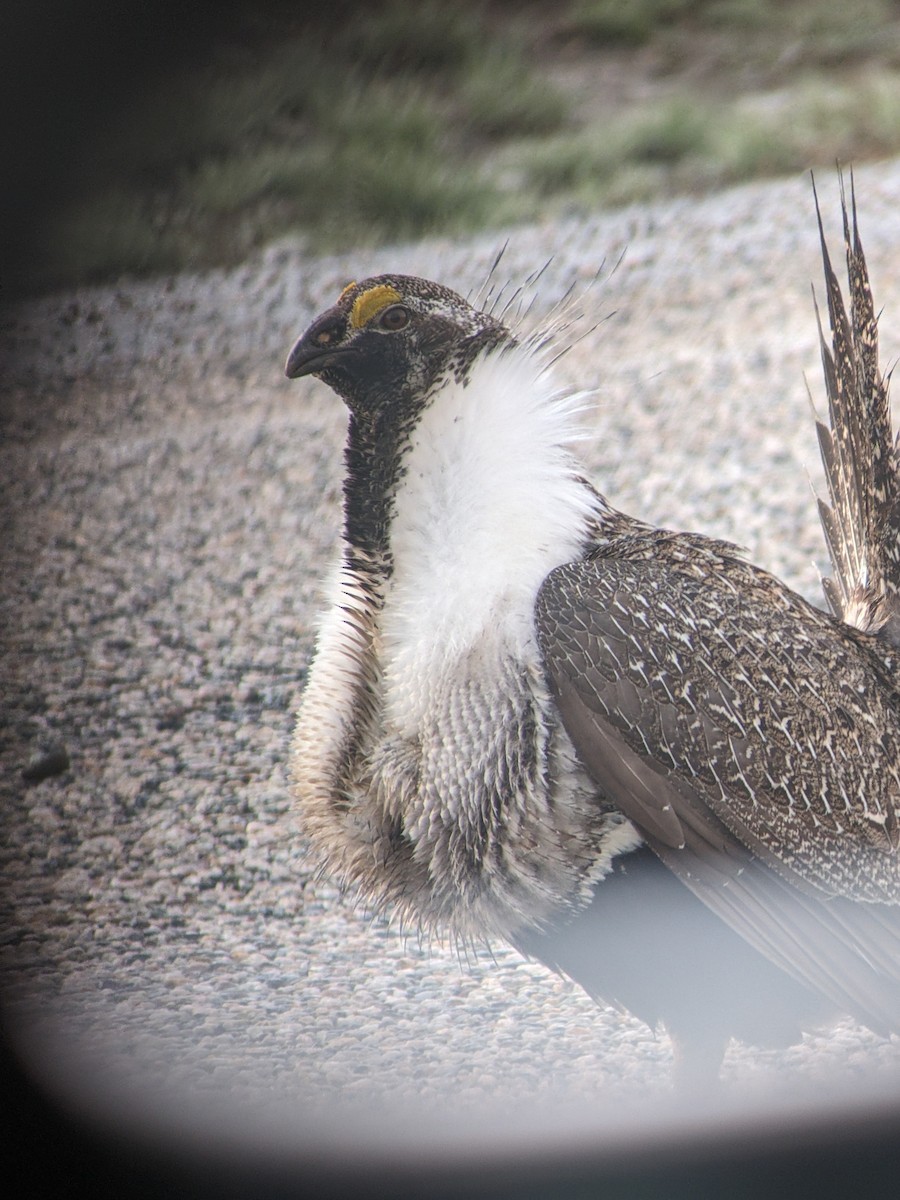 Greater Sage-Grouse - ML618194351