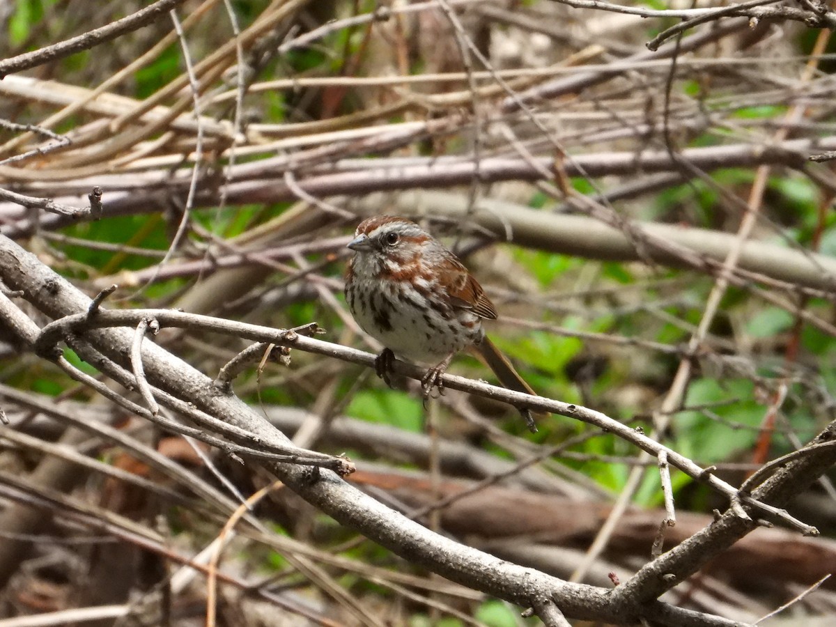 Song Sparrow - Chipper Phillips