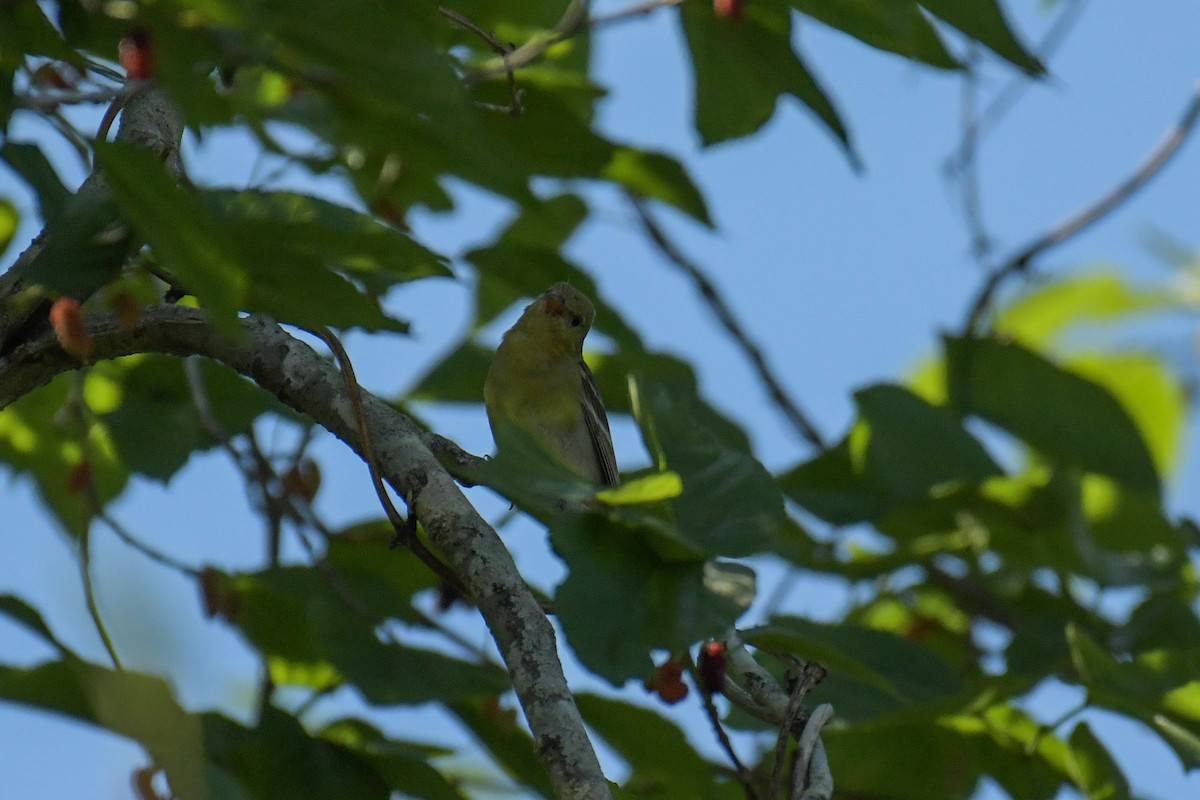 Western Tanager - ML618194365