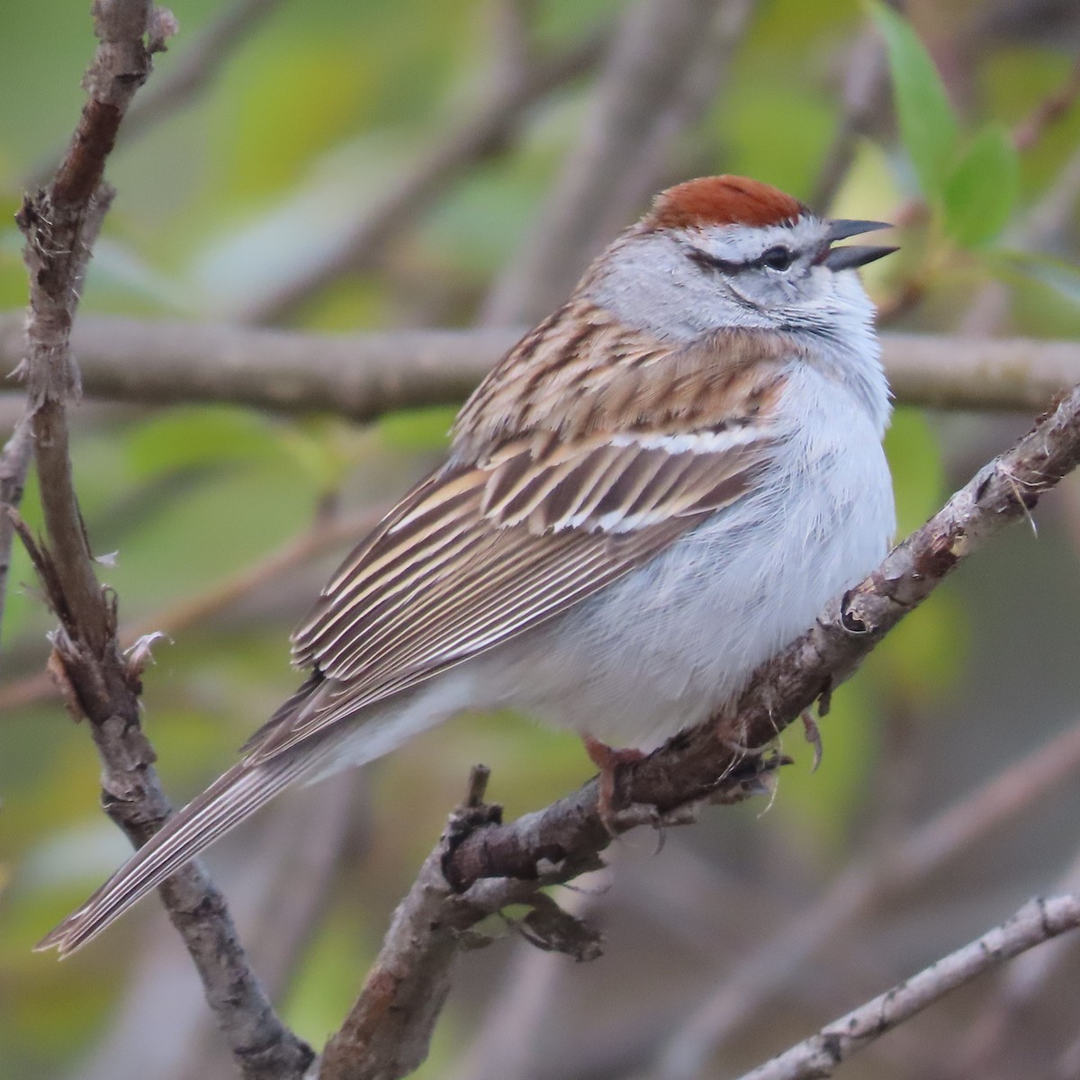 Chipping Sparrow - Suzanne Beauchesne
