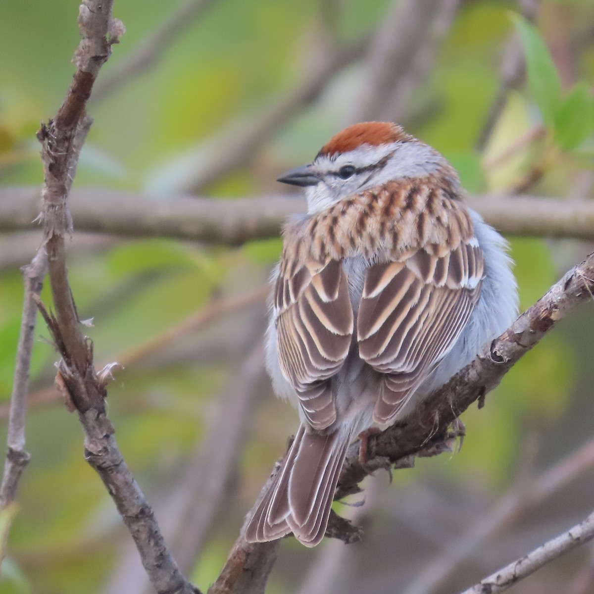 Chipping Sparrow - Suzanne Beauchesne