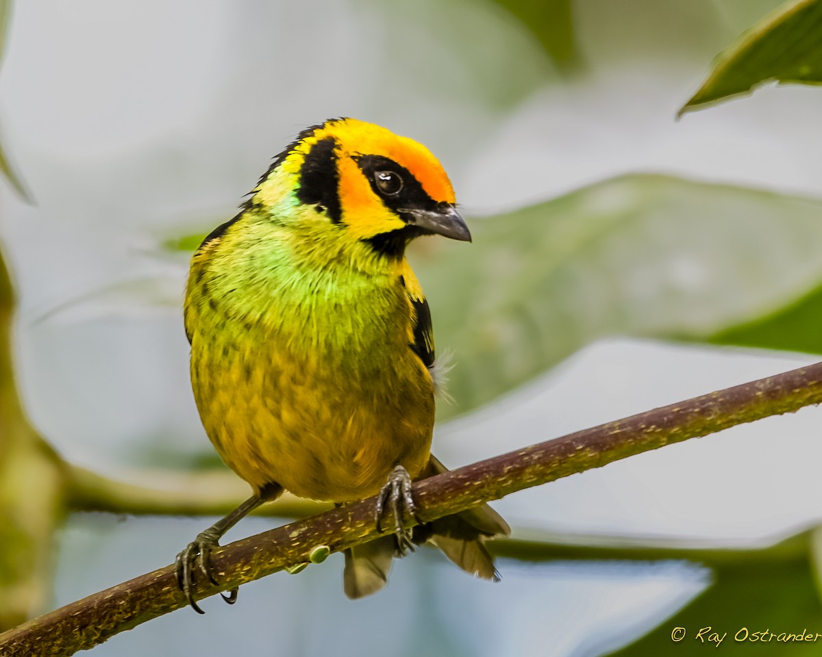 Flame-faced Tanager - Ray Ostrander