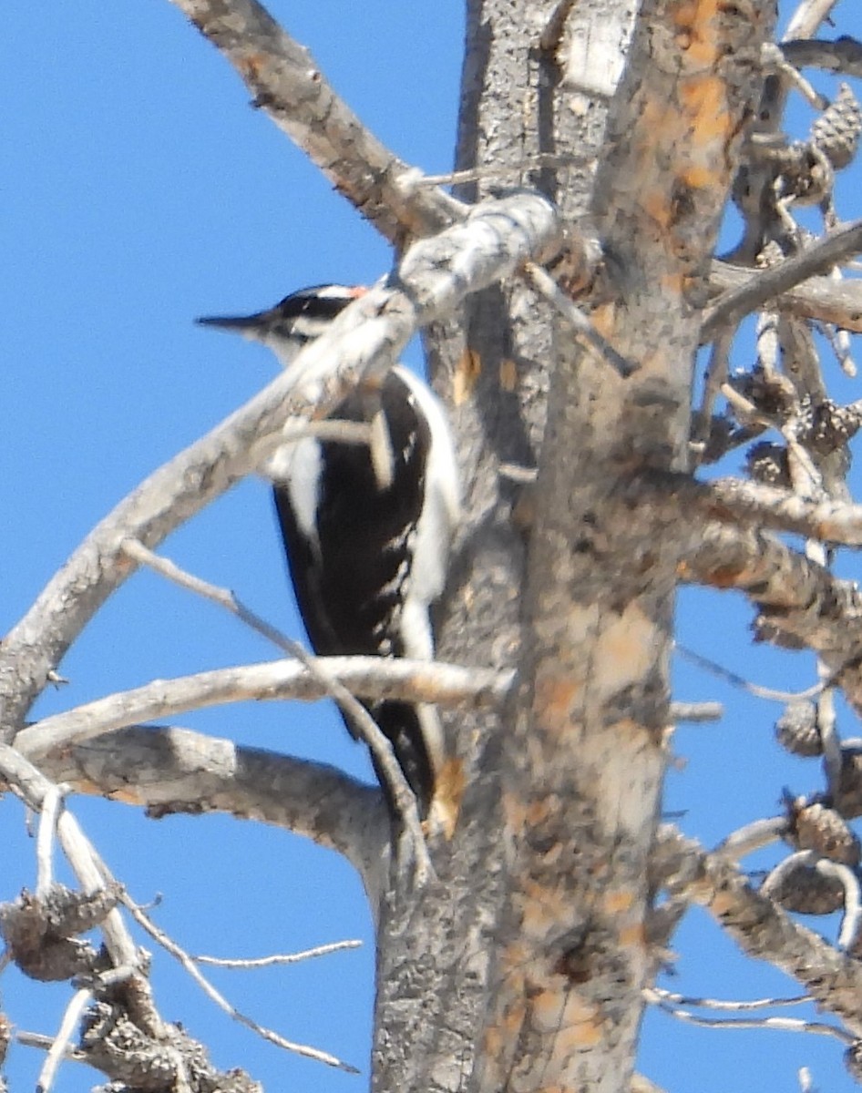 Hairy Woodpecker - ML618194403