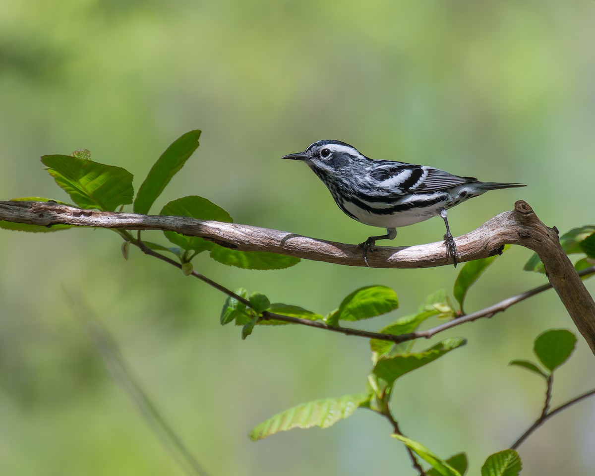 Black-and-white Warbler - ML618194452