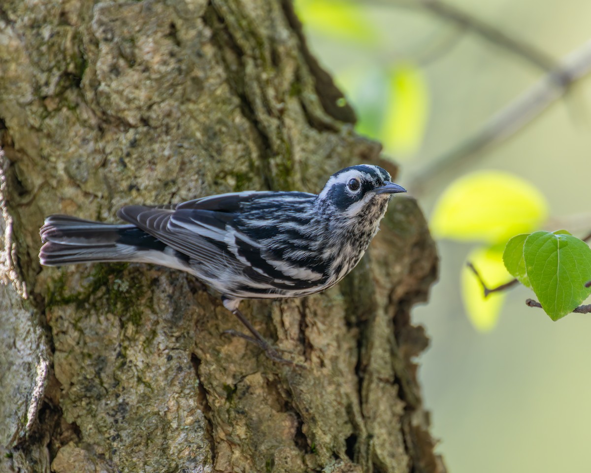 Black-and-white Warbler - ML618194453