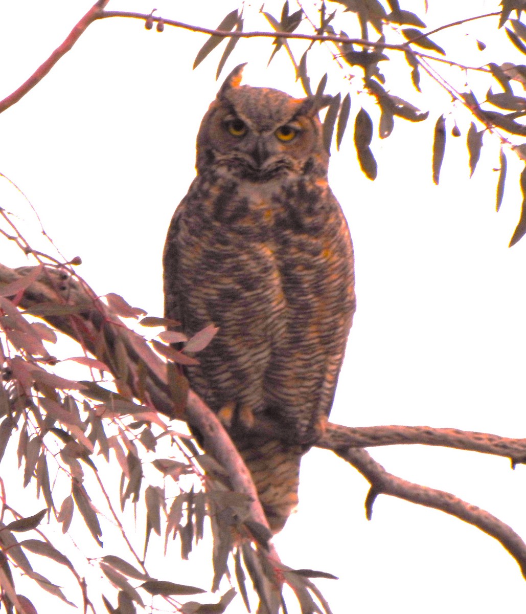Great Horned Owl - ML618194502