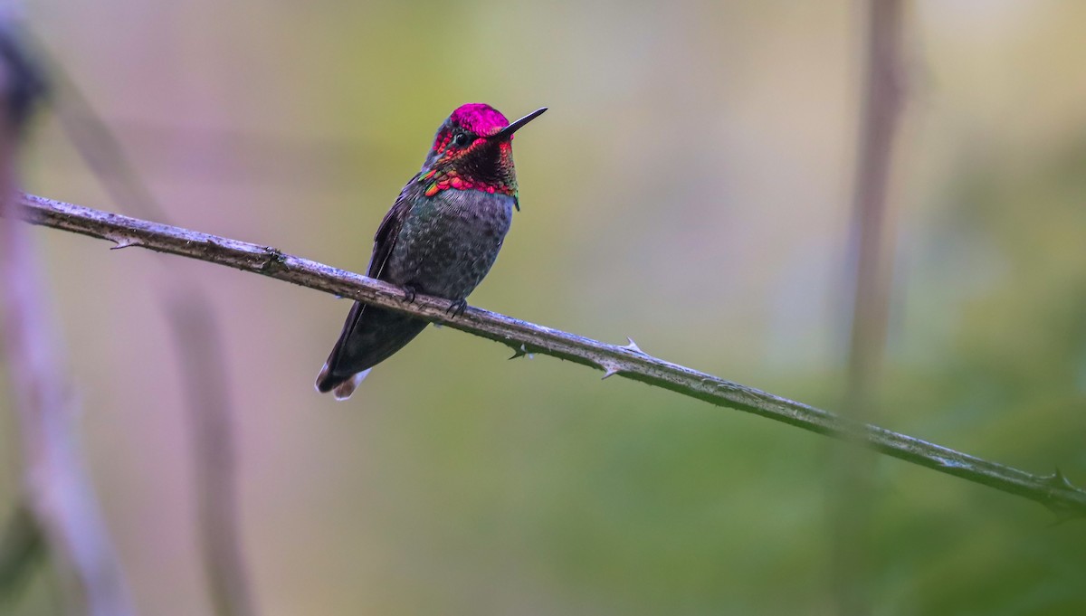 Anna's Hummingbird - Andrew Thomas 🦅🪶