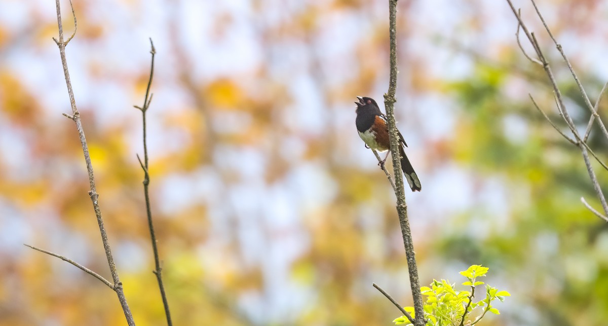 Spotted Towhee - Andrew Thomas 🦅🪶