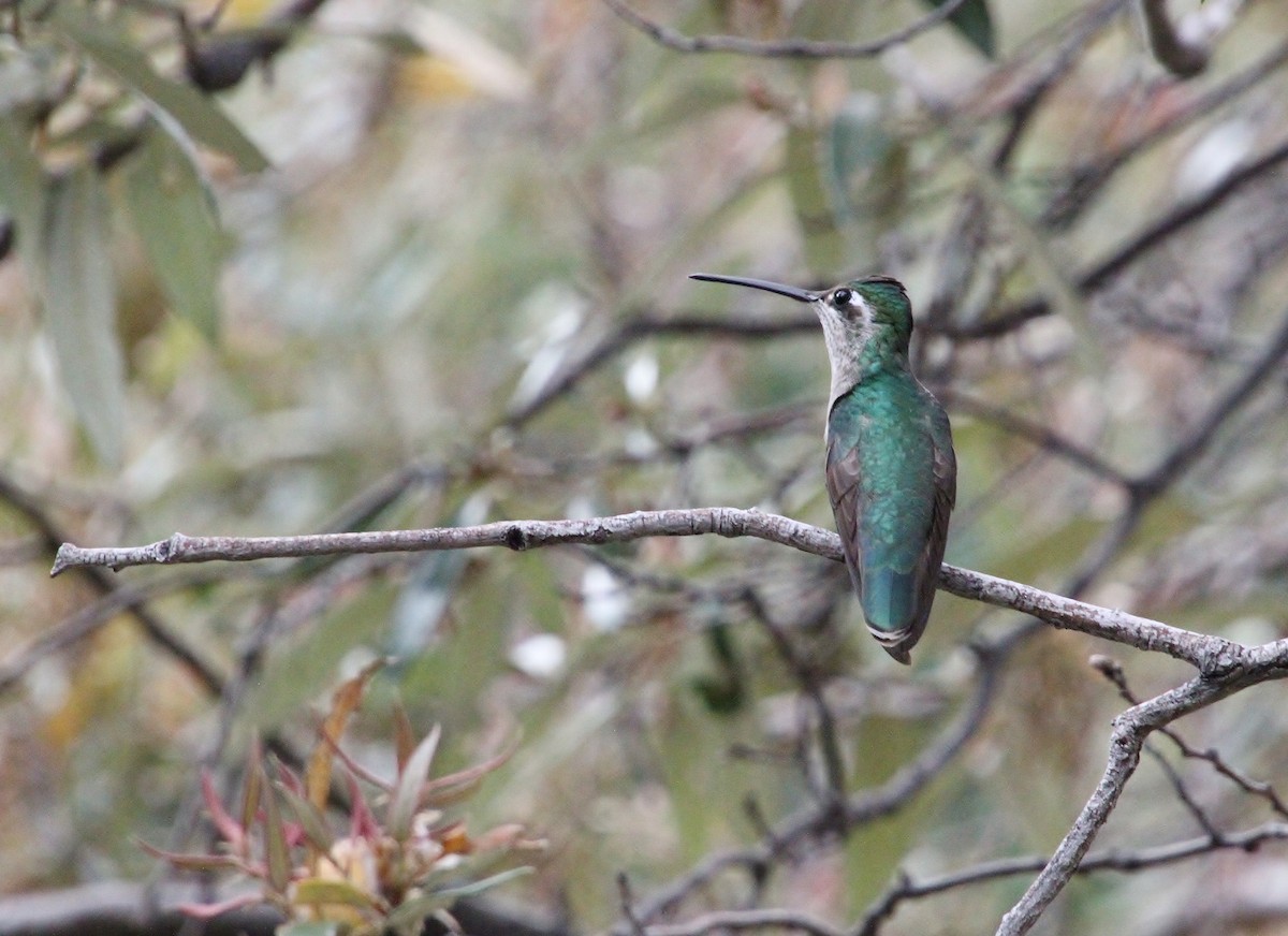 Rivoli's Hummingbird - Jared Peck