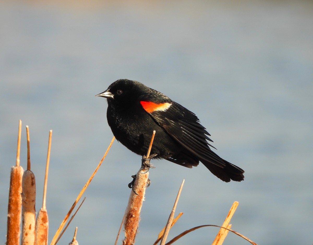 Red-winged Blackbird - ML618194578