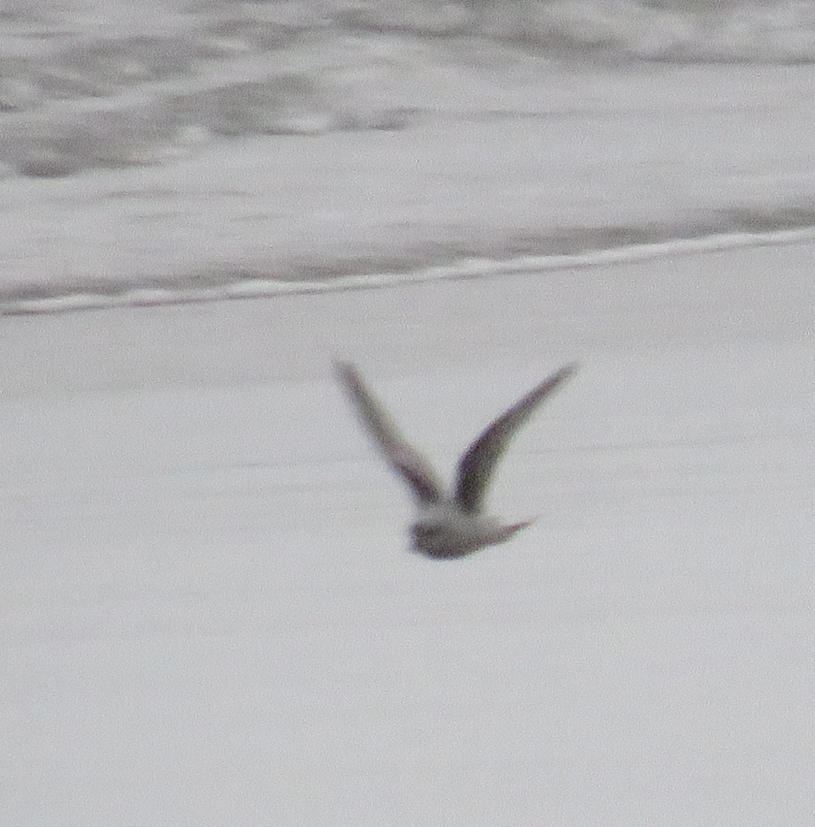 Fork-tailed Storm-Petrel - ML618194590