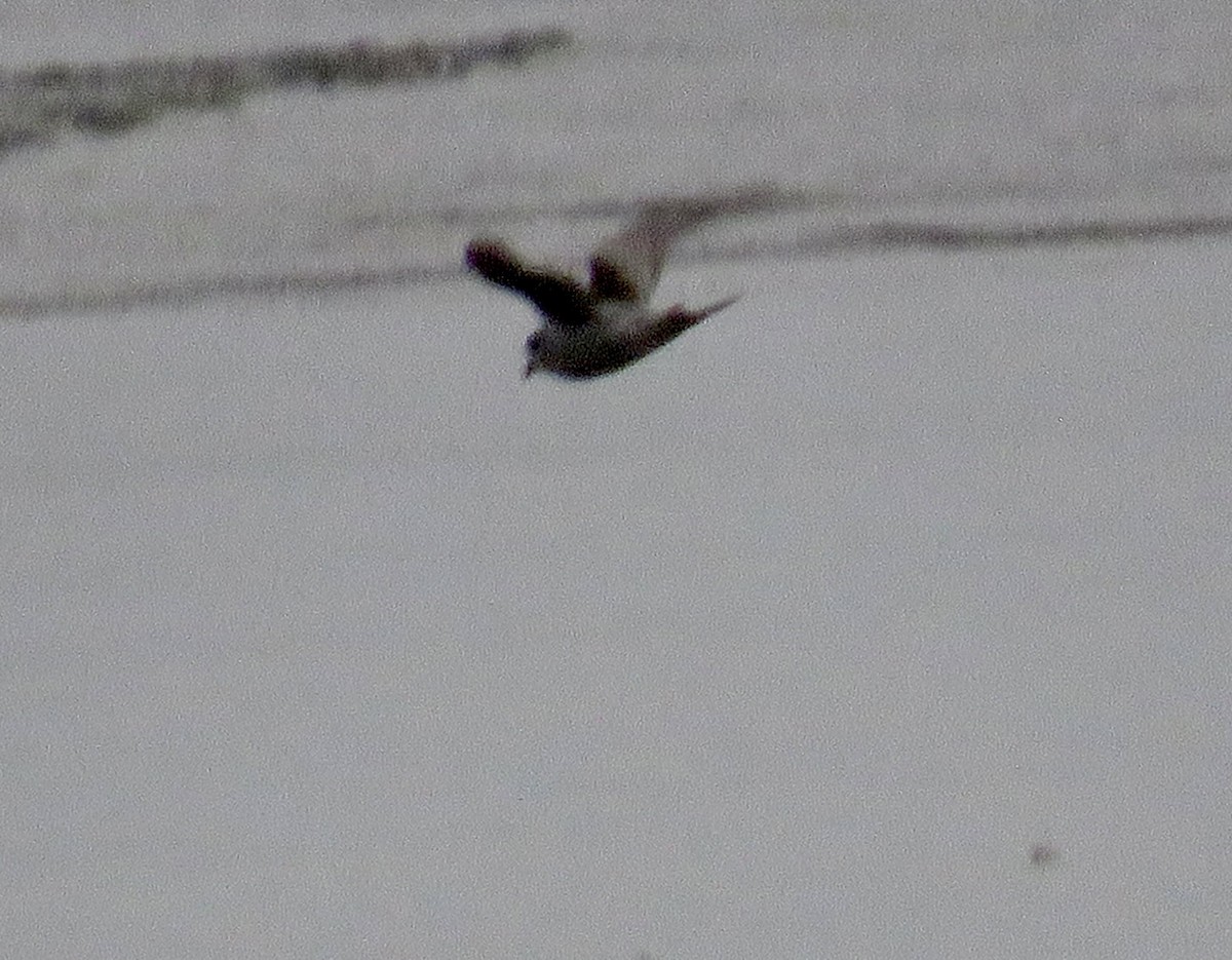 Fork-tailed Storm-Petrel - ML618194599