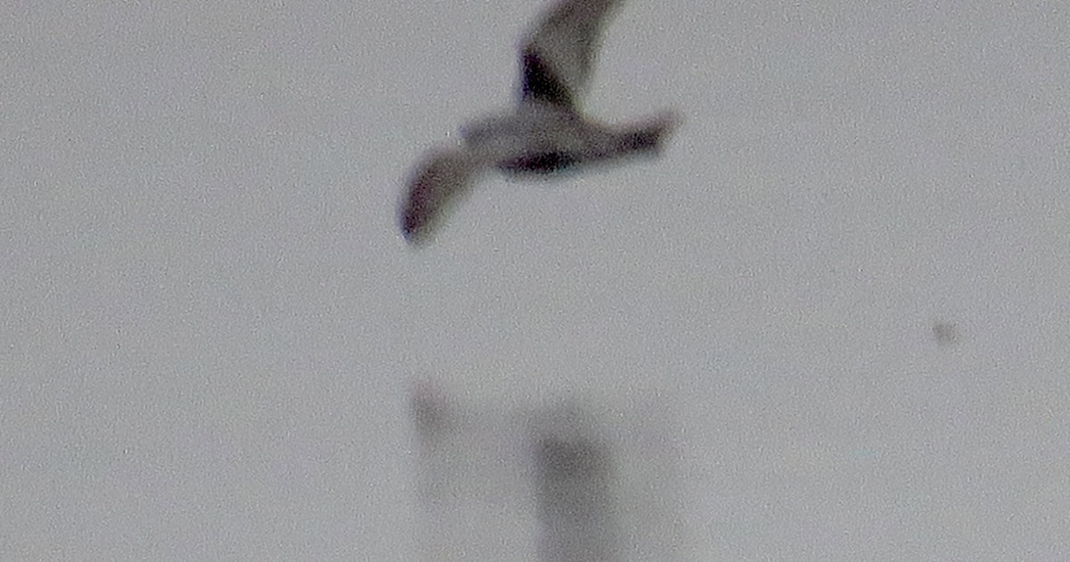 Fork-tailed Storm-Petrel - ML618194601