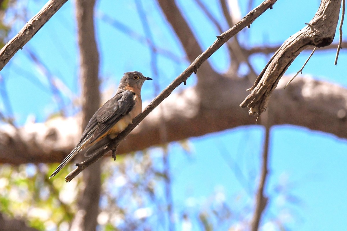 Fan-tailed Cuckoo - Trevor Ross