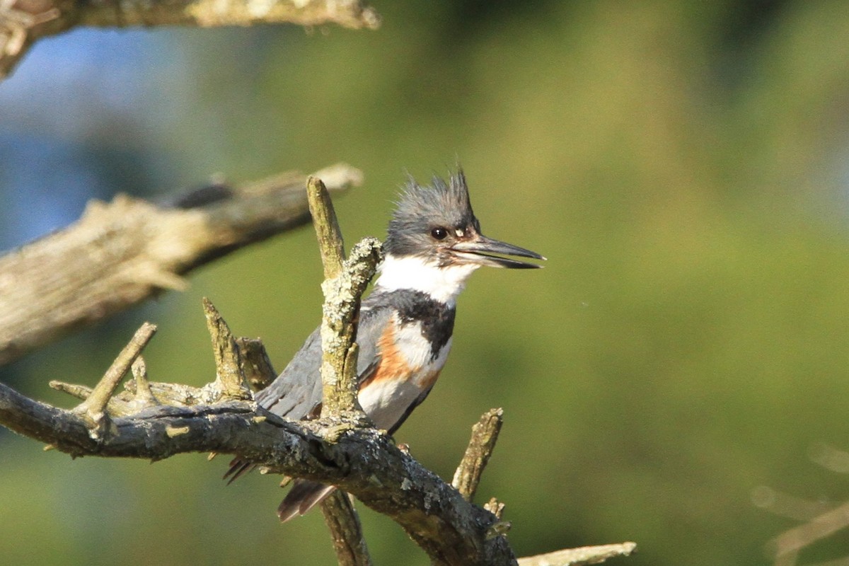 Belted Kingfisher - ML618194654