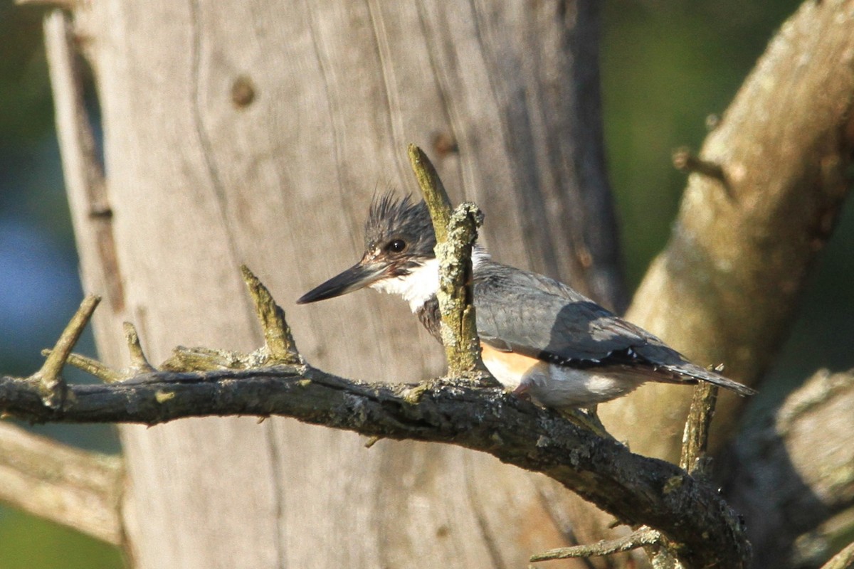 Belted Kingfisher - ML618194670