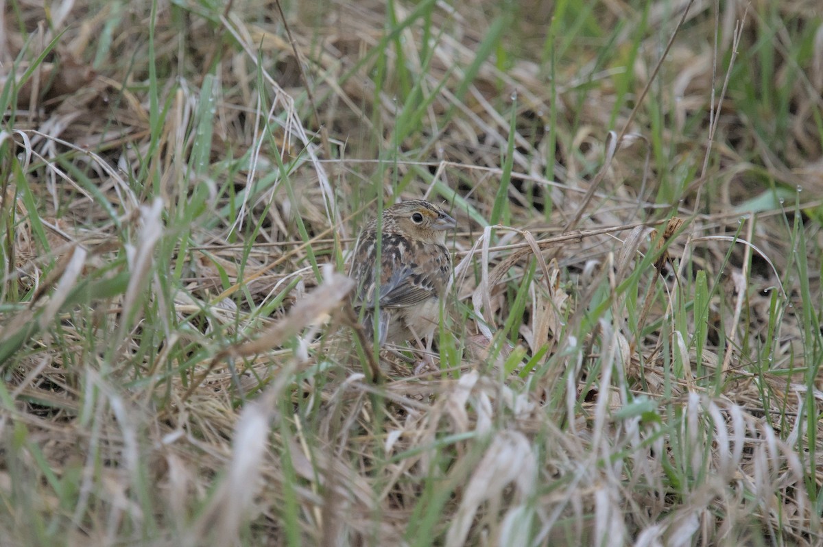 Grasshopper Sparrow - ML618194693