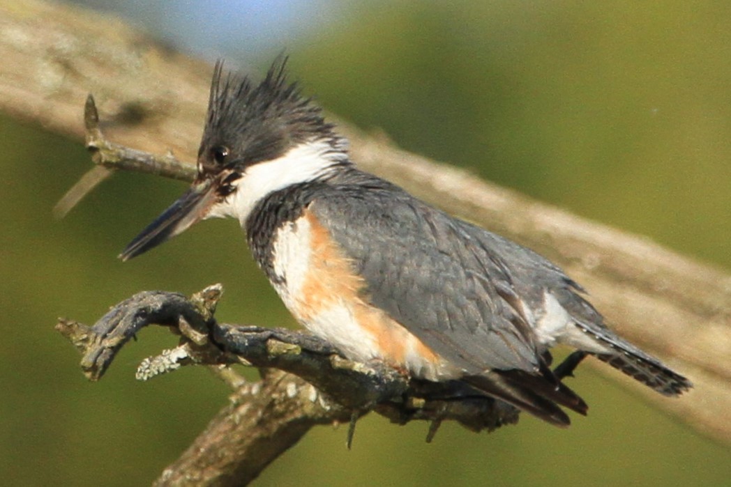 Belted Kingfisher - ML618194726