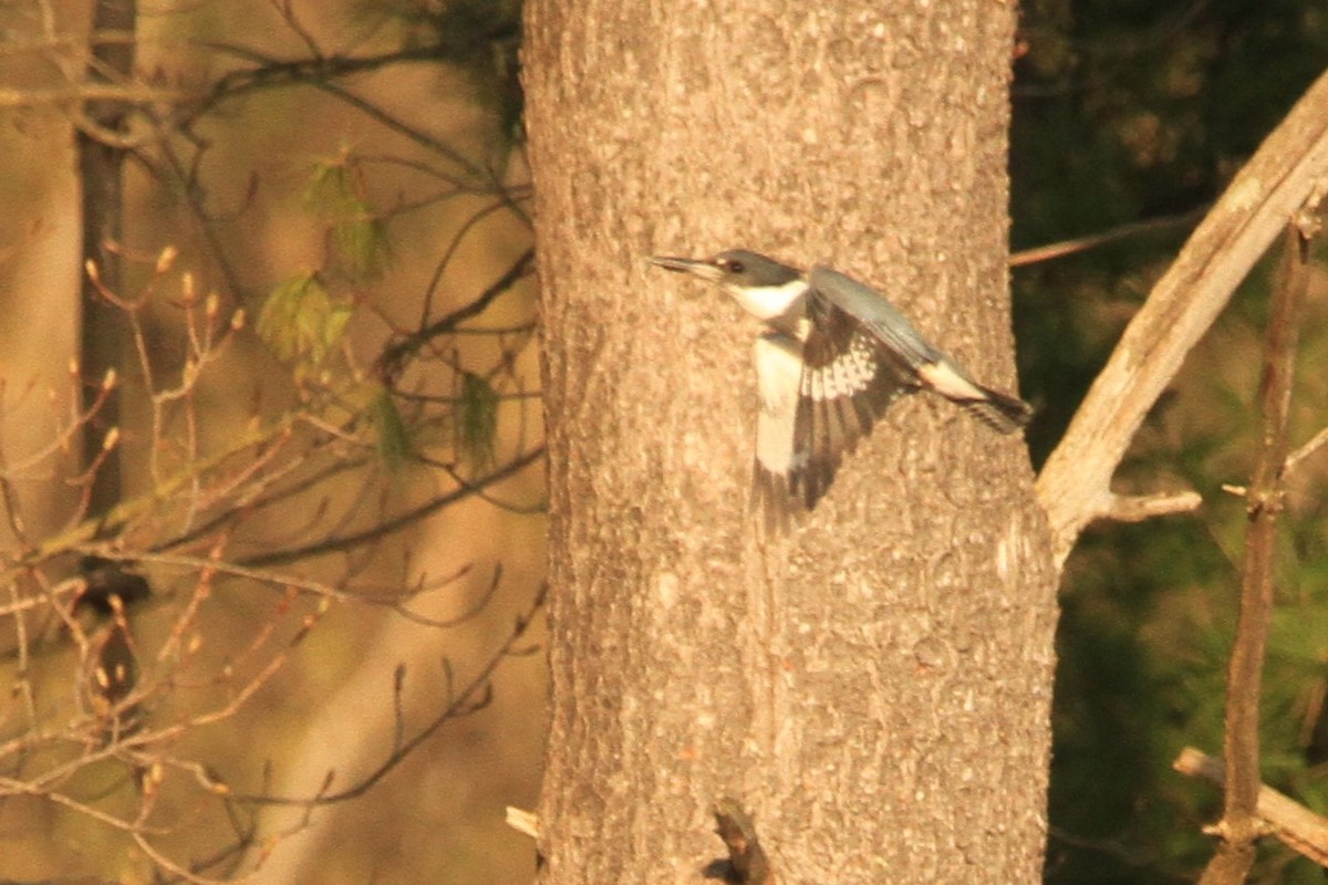 Belted Kingfisher - ML618194728
