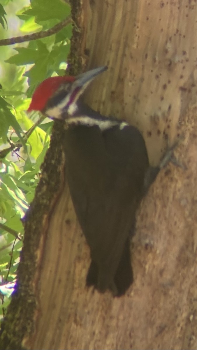 Pileated Woodpecker - ML618194753