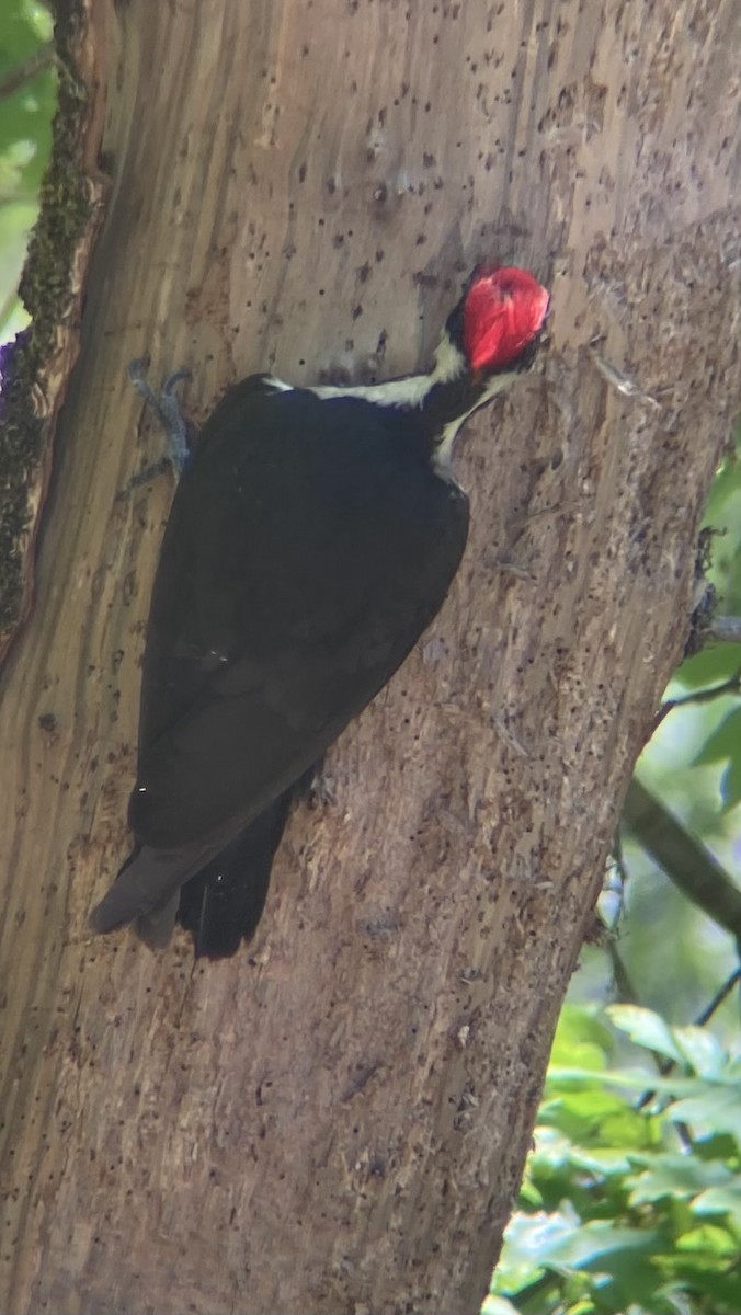 Pileated Woodpecker - ML618194754