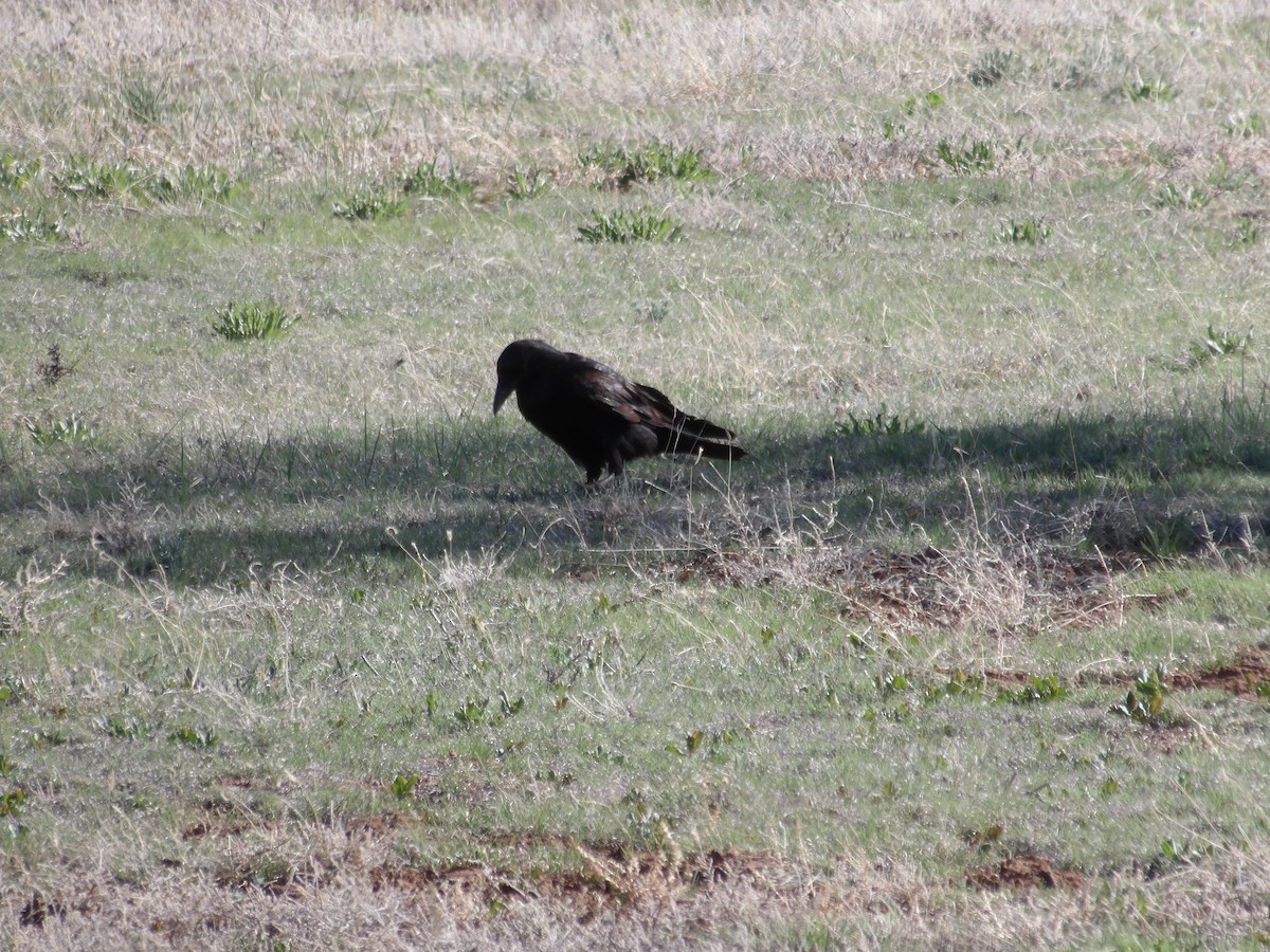 Common Raven - ML618194767