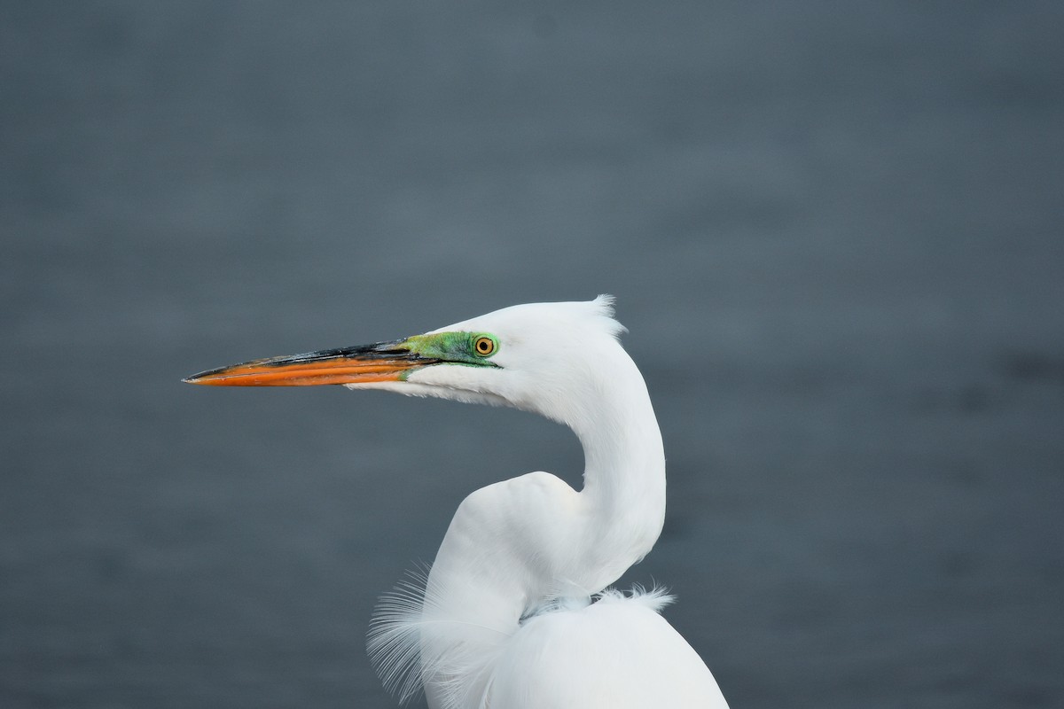 Great Egret - Jeffrey Wilkins